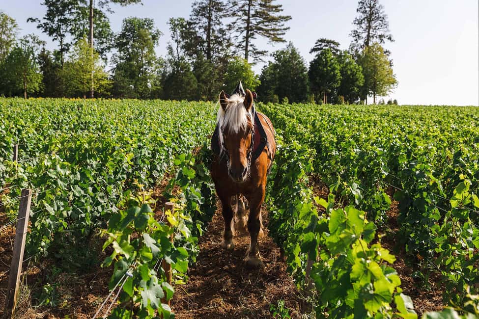 Beaune: Wine Tasting at Château de Pommard - Key Highlights You’ll Care About