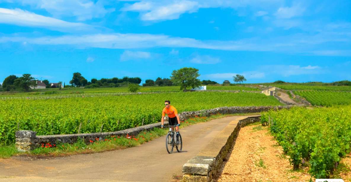 Beaune: Winery Tour by Bike with Wine Tasting - Key things you’ll notice on this Beaune bike-and-wine tour