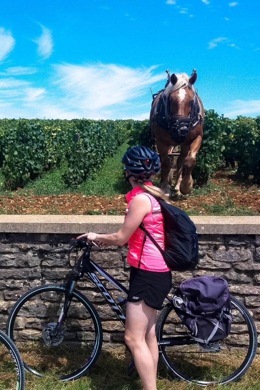Beaune: Winery Tour by Bike with Wine Tasting - The winery visit near Meursault: a tasting flight and a look behind the label