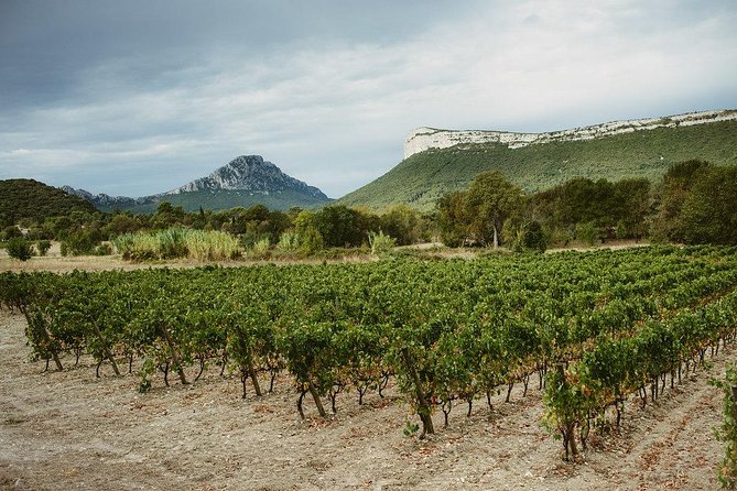 Bertrand Bosc wine and food tour in Pic St Loup - Why Pic St-Loup wine feels different from the usual Languedoc stops