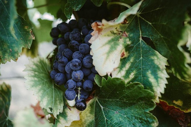 Bertrand Bosc wine and food tour in Pic St Loup - Valflaunes: the countryside road trip break you’ll feel good about