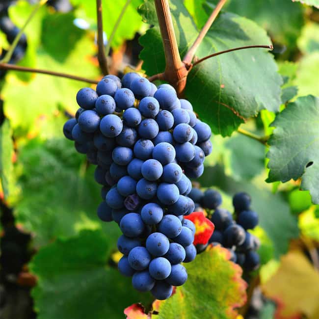 Béziers : Explore the Faugères Vineyards with a Picnic - Key points to know before booking