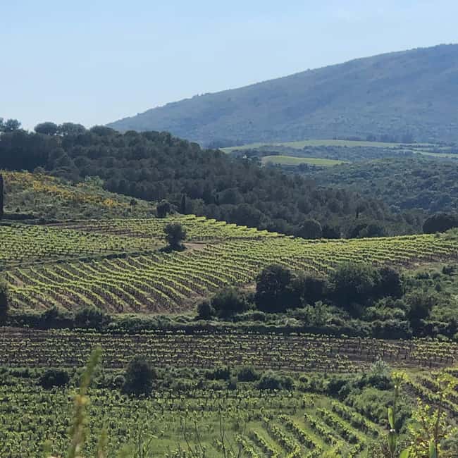 Béziers : Explore the Faugères Vineyards with a Picnic - Second winery: compare another Faugères style