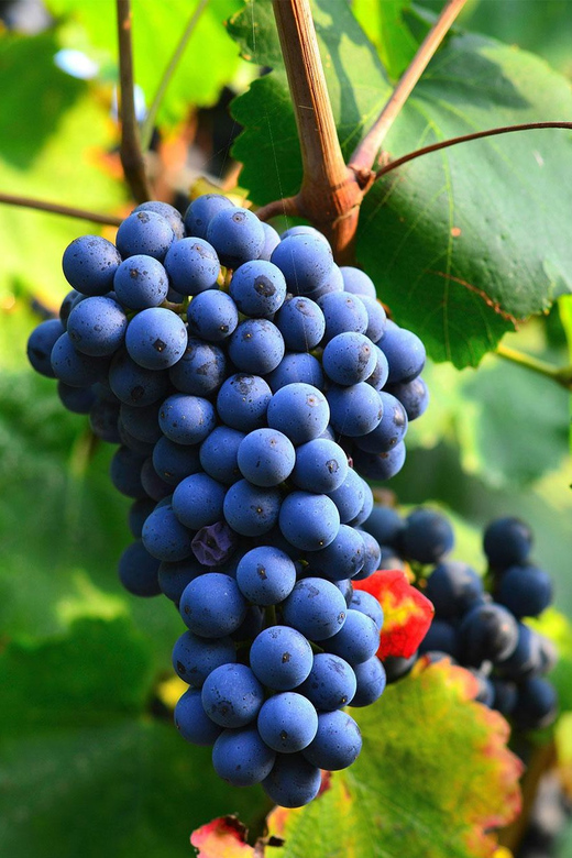 Béziers : Explore the Faugères Vineyards with a Picnic - Is $140 a fair price?