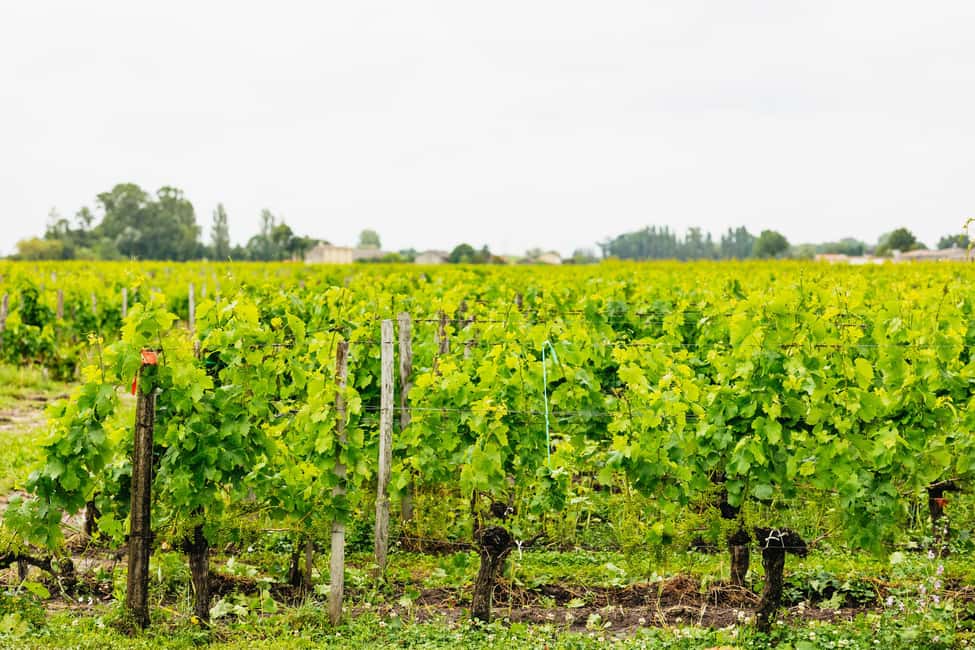 Bordeaux: St. Emilion Day Trip with Wine Tasting and Lunch - Second Winery Stop: Compare Styles While Everything Is Fresh