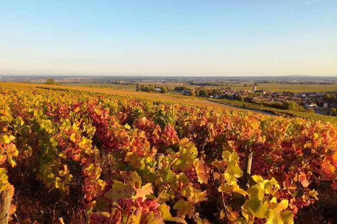 Burgundy Grand Crus Route Day Tour - 14 Wines Tastings in Domains - Chambolle-Musigny finish: the last tasting in a famous village