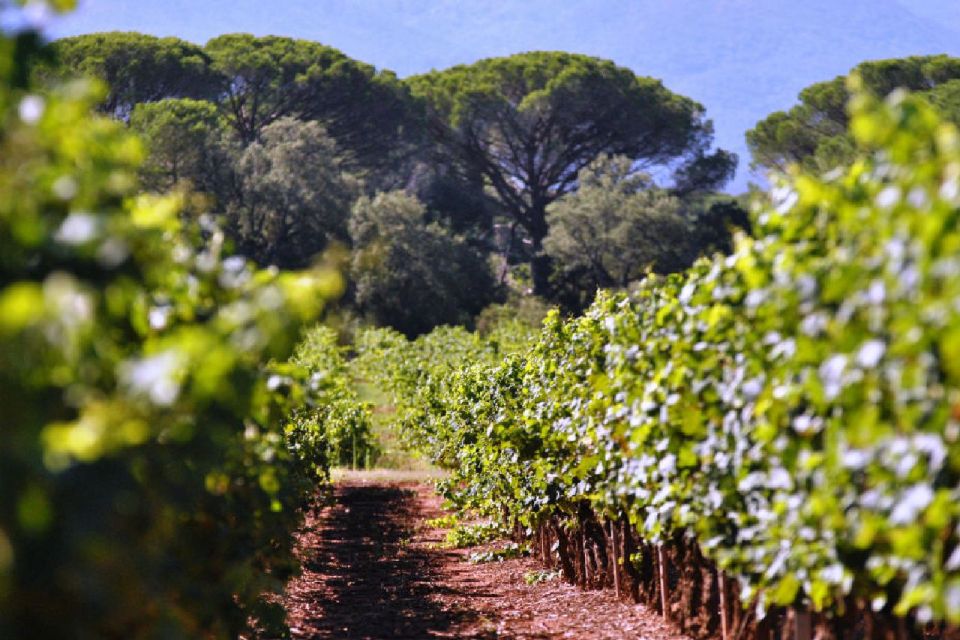 Calanques of Cassis, Aix-en-Provence & Wine Tasting Day Tour - What $1,651 means for your group