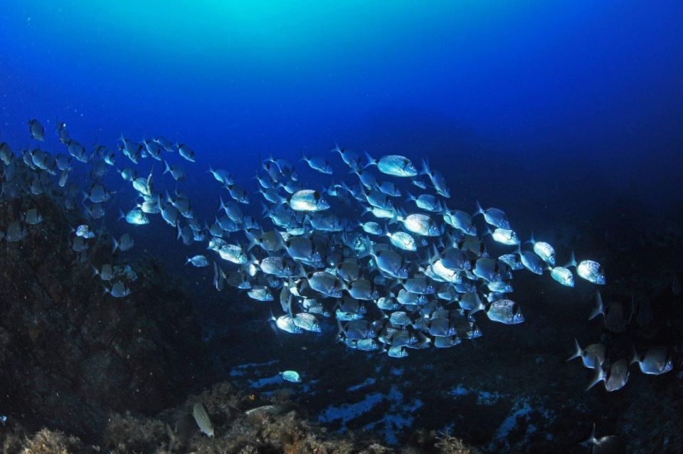 Calvi: Introduction to Diving Dive with an Instructor - Where the day starts: Port de Plaisance and Hippocampe Plongée Calvi