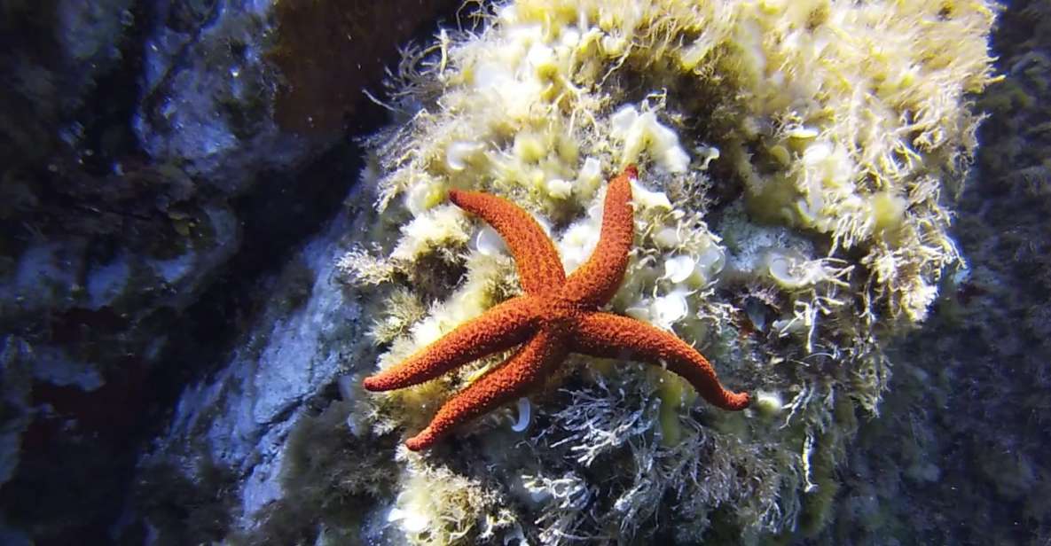 Calvi: Pointe de la Revellata Snorkeling Boat Tour - Pointe de la Revellata from the water: why this trip feels special