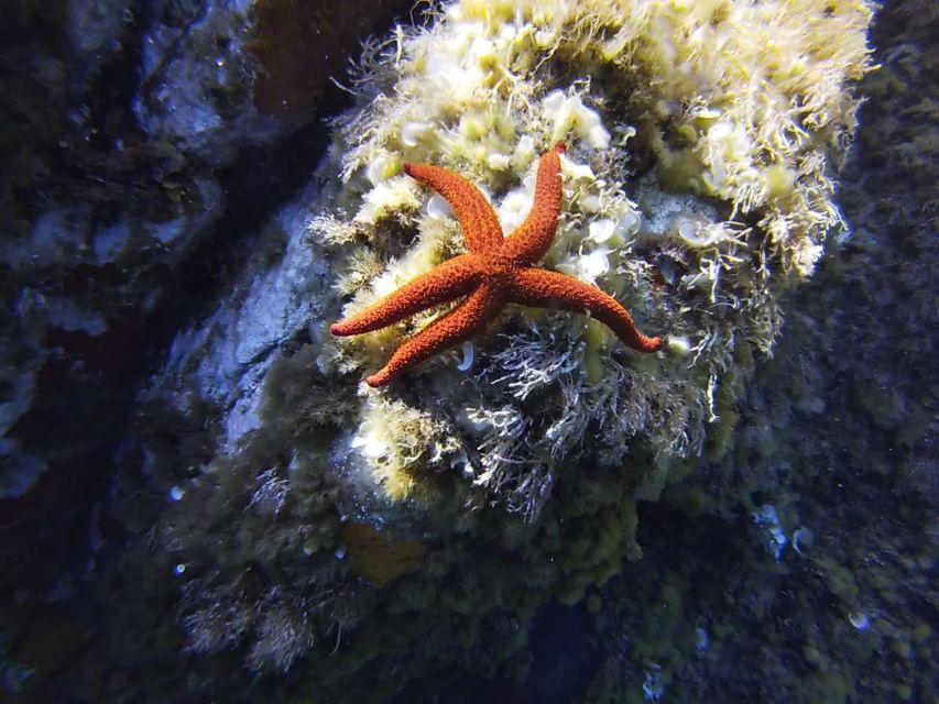 Calvi: Pointe de la Revellata Snorkeling Boat Tour - Gear up fast: what’s included and what you should prepare