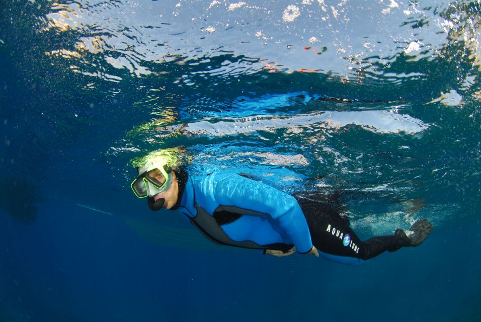 Calvi: Pointe de la Revellata Snorkeling Boat Tour - What you’ll likely see in the Gulf of Calvi reserve