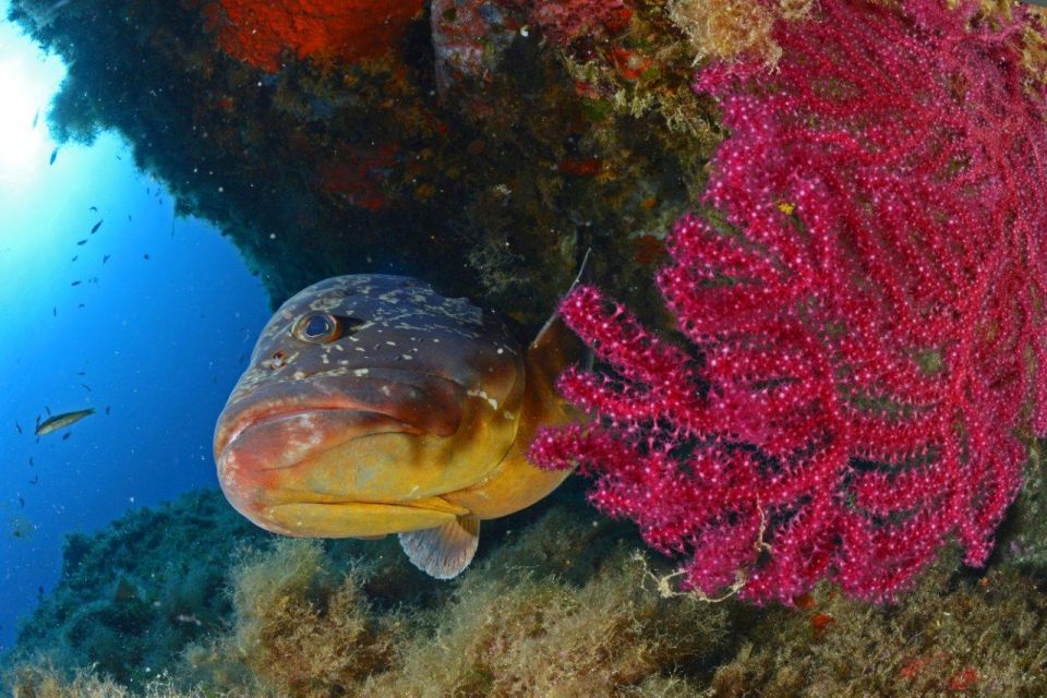 Calvi: Pointe de la Revellata Snorkeling Boat Tour - Is it family-friendly? Who this fits best