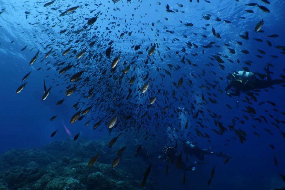 Calvi: Pointe de la Revellata Snorkeling Boat Tour - Price and value: why $41 can make sense