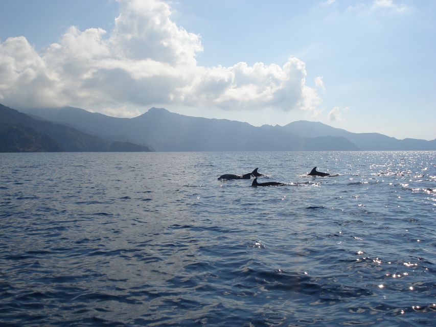 Calvi: Private Speedboat Tour to Wild Beaches with Aperitif - Why this two-hour Calvi cruise works