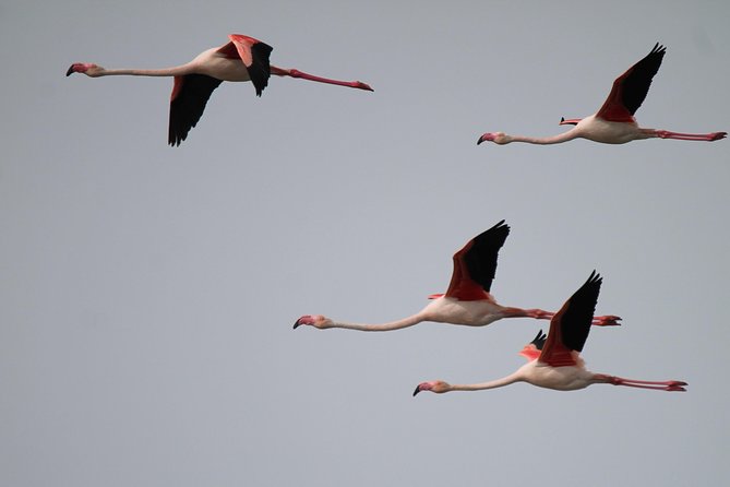 Camargue 4x4 Safari 2 hours Saintes Maries de la Mer - Expect Viewpoints, Photo Stops, and Sometimes a Quick Step-Out