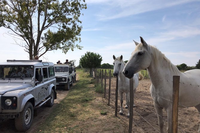 Camargue 4x4 Safari 2 hours Saintes Maries de la Mer - What to Bring for Camargue (So You Don’t Feel Shortchanged)