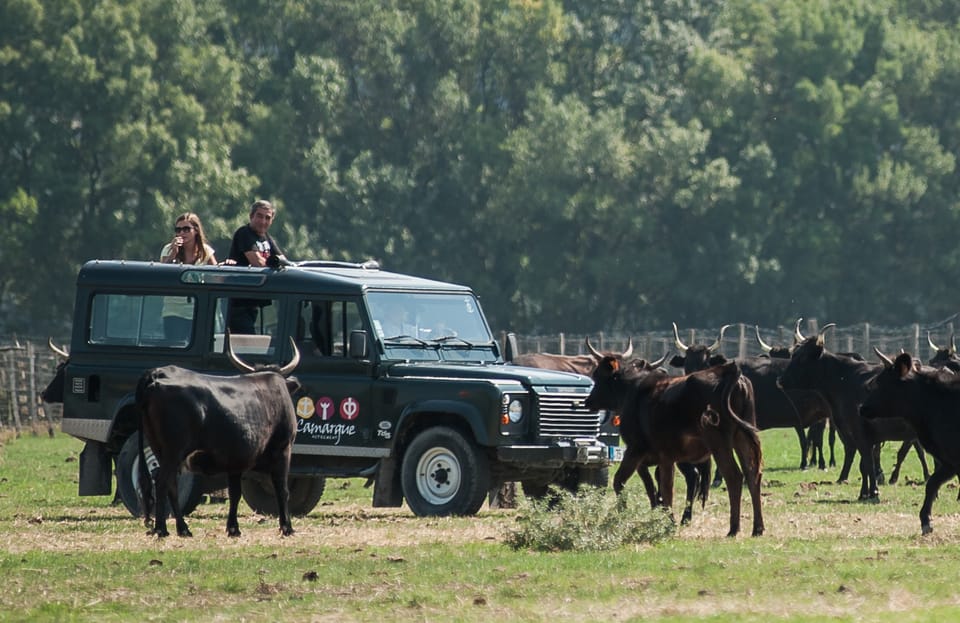 Camargue: Half-Day 4x4 Guided Safari Adventure - Aigues-Mortes: switching gears to a medieval salt-marsh city