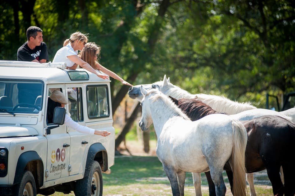 Camargue: Half-Day 4x4 Guided Safari Adventure - Ranch time: seeing Camargue horses and bulls up close
