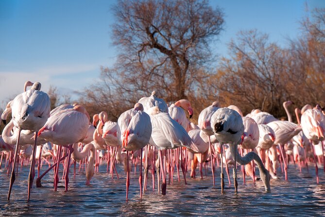 Camargue Small-Group Day Trip from Avignon - Parc Ornithologique du Pont de Gau: flamingos, easy walking, real viewing time