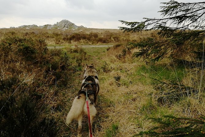 Cani Rando, fun and original hiking, pulled by huskies - The value of the husky connection