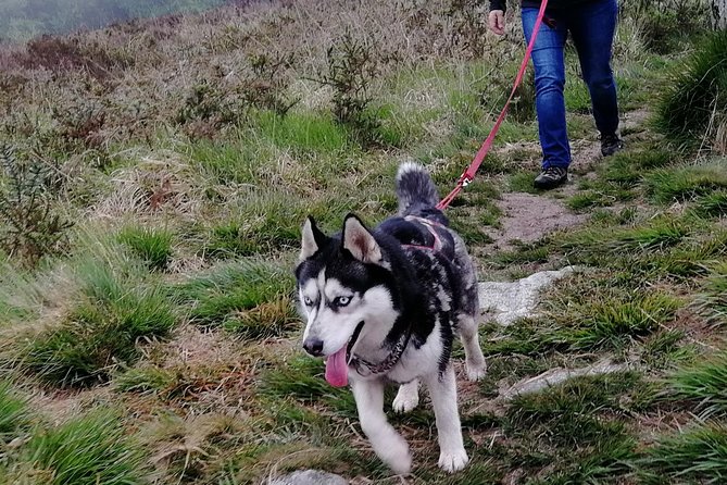 Cani Rando, fun and original hiking, pulled by huskies - What to bring and how to prepare
