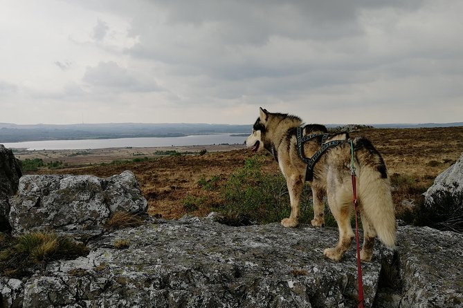 Cani Rando, fun and original hiking, pulled by huskies - Weather, group size, and the booking tradeoff