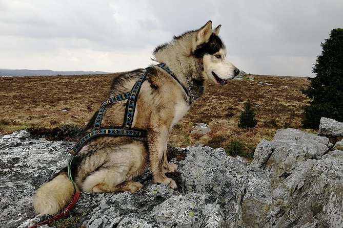 Cani Rando, fun and original hiking, pulled by huskies - Who will enjoy this outing most