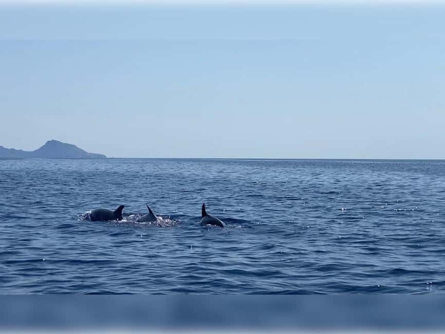 Cargèse: Capo Rosso "Snorkeling" and Sea Cave Tour - Key points to know before booking