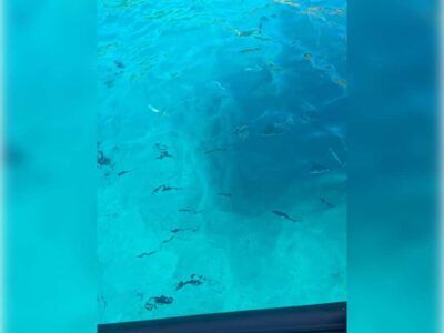 Cargèse: Capo Rosso "Snorkeling" and Sea Cave Tour - The first stop, a natural pool full of fish