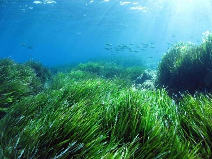 Cargèse: Capo Rosso "Snorkeling" and Sea Cave Tour - What the French-speaking guide adds