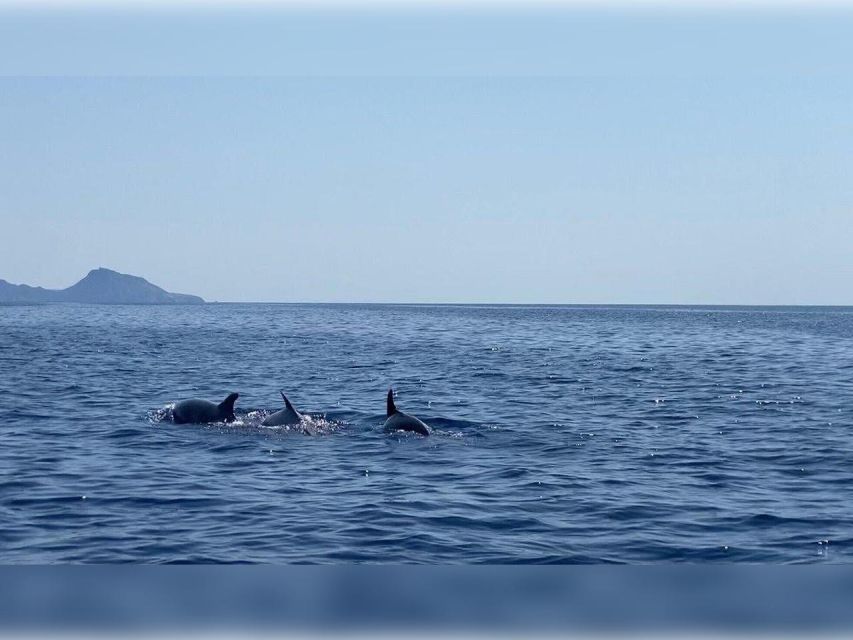 Cargèse: Capo Rosso "Snorkeling" and Sea Cave Tour - Who will enjoy this most