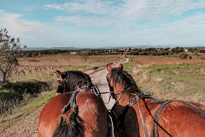 Carriage rides, Pays de Sommières - Key things to know before you book