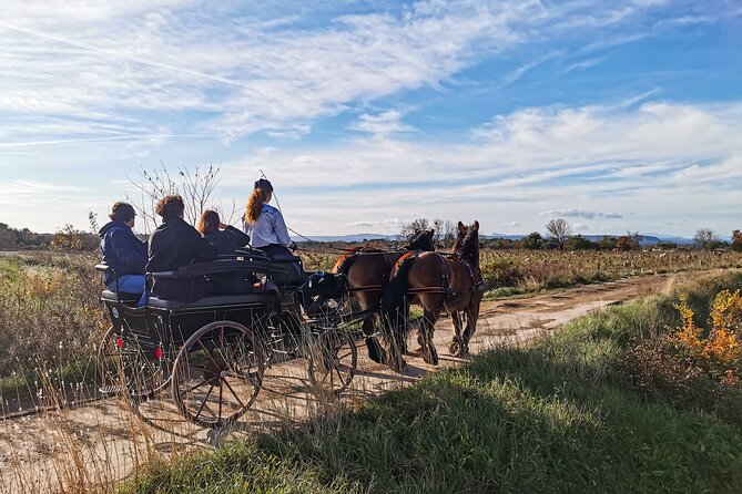 Carriage rides, Pays de Sommières - A horse-drawn view of the Sommièrois countryside