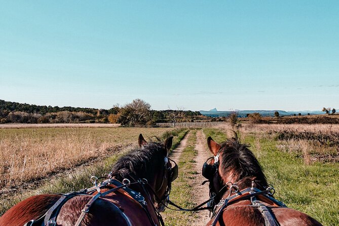 Carriage rides, Pays de Sommières - Anaïs, Johana, and Jezabel set the tone