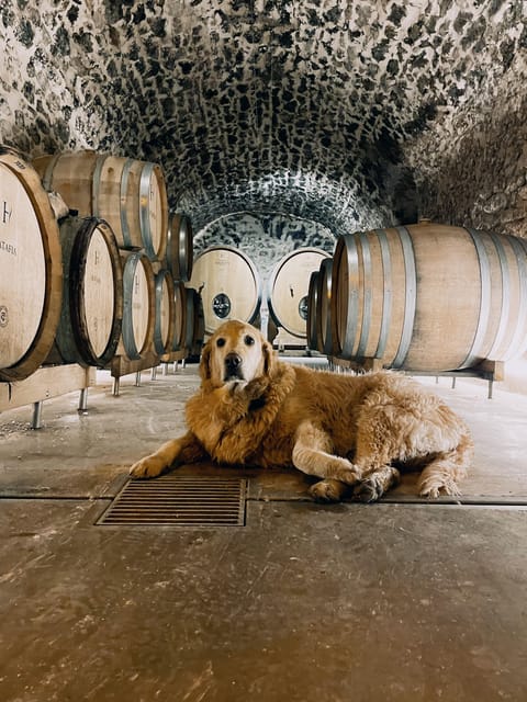 Champagne Cellar Experience: Explore our historic cellars - What you’re not getting: the separate vineyard tour