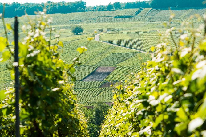 Champagne Day Trip with 6 Tastings, Reims and Winery from Paris - Champagne-Ardenne Vineyard Walk: Seeing Grapes and Learning the Basics