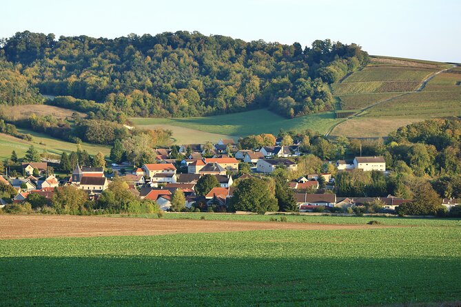 Champagne Guy De Chassey : Premium Tour and Tasting - Seasonal vines and the story behind the bottle