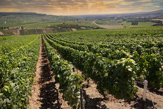 Champagne Tasting Tour Day Trip From Paris - Reims Cathedral: the crown-jewel stop before the Champagne