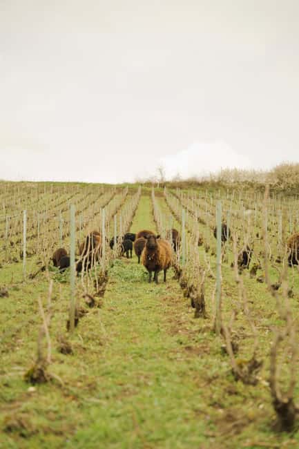 Champagne Vineyard Experience: Delve into the terroir - Vineyard walk meets biodiversity: why the estate treats nature like an ingredient