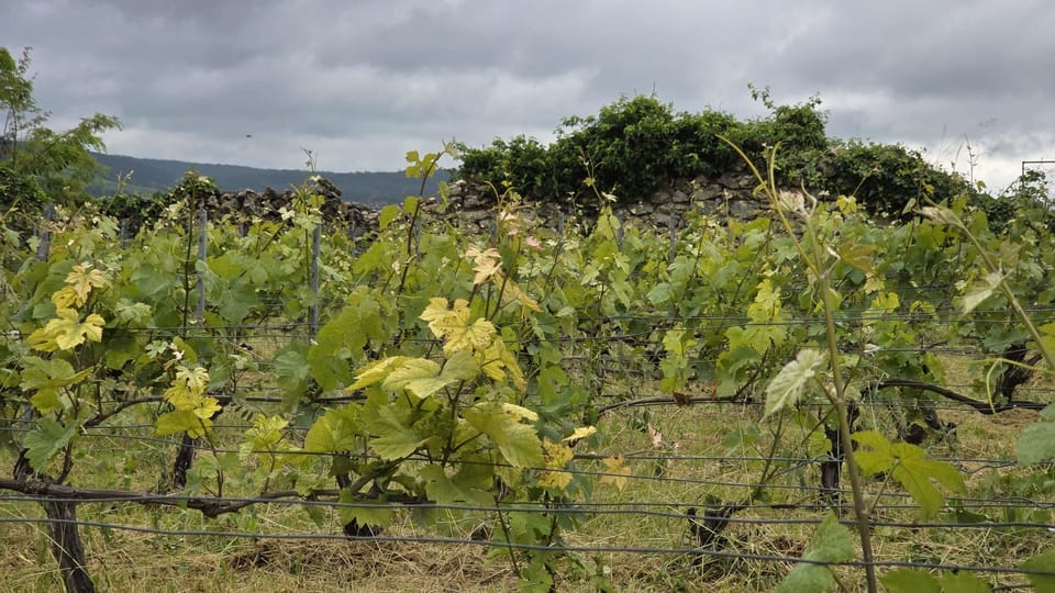 Champagne Vineyard Experience: Delve into the terroir - Group feel, guide energy, and the small moments that change everything