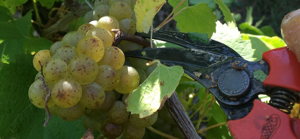 Château du Bois-Huaut: Cellar Tour and Wine Tasting Class - The 2-hour flow: from vineyard walk to cellar tastings