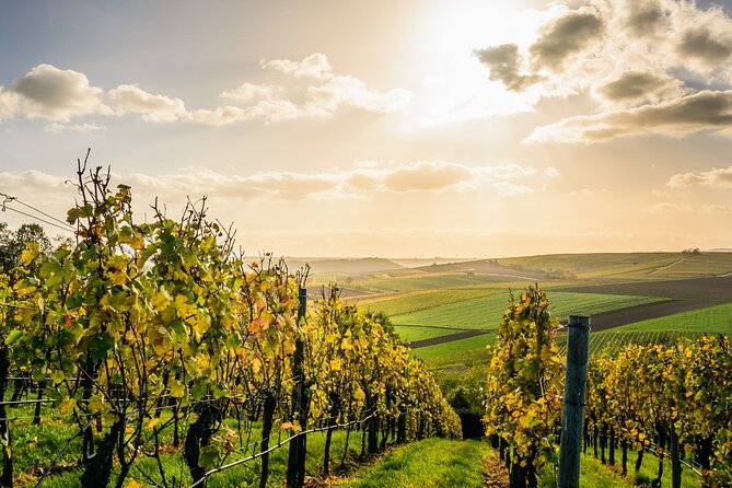 Chateauneuf du Pape and Luberon vineyard tour from Avignon - Key points at a glance