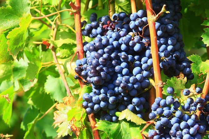 Châteauneuf du Pape Wine Day Tasting Tour including Lunch from Avignon - The Three Tastings: Why This Format Beats a One-Winery Visit