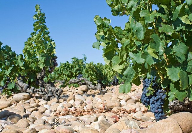 Chateauneuf du Pape wine tour - Key Highlights You’ll Actually Care About