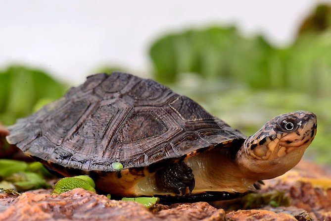 Corsica A Cupulatta Turtle Park Skip the Line Admission Ticket - Quick Hits: A Cupulatta in Real Numbers