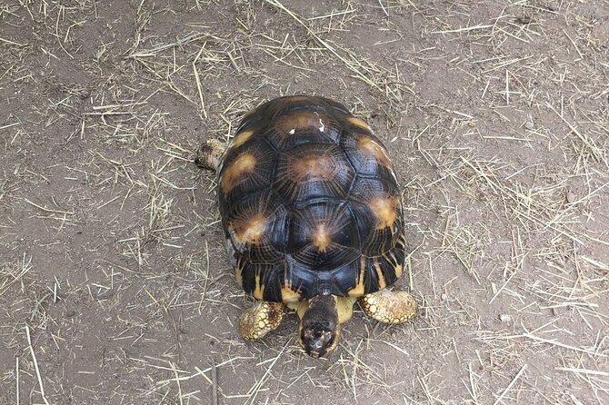 Corsica A Cupulatta Turtle Park Skip the Line Admission Ticket - The Medical Clinic and Incubation Rooms: Where the Work Gets Real