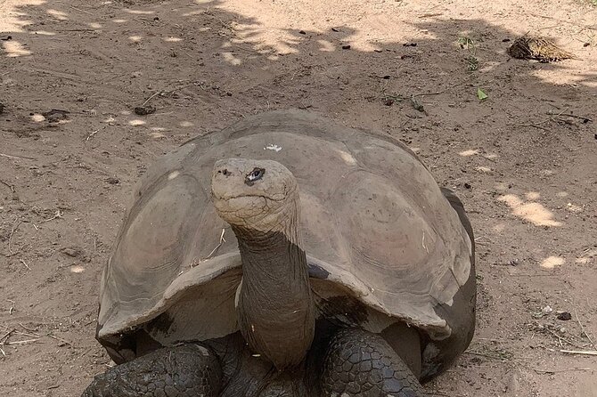 Corsica A Cupulatta Turtle Park Skip the Line Admission Ticket - Souvenirs and Snacks: Plan a Simple Half-Day