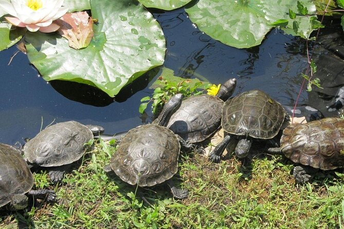 Corsica A Cupulatta Turtle Park Skip the Line Admission Ticket - Timing, Seasons, and What You Might See