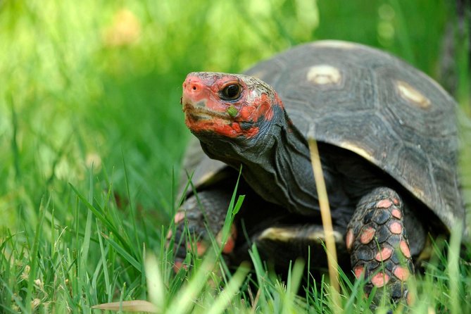 Corsica A Cupulatta Turtle Park Skip the Line Admission Ticket - The Conservation Story Behind the Animals