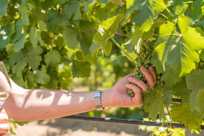 Cotes de Provence Wine Tour from Aix-en-Provence - Stop 1: Mas de Cadenet tasting (or another winery when availability changes)